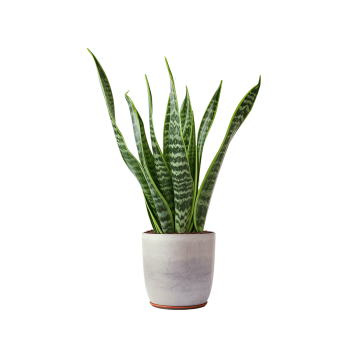 Indoor Plant 01