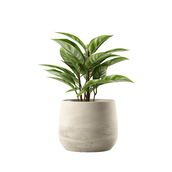Indoor Plant 04