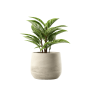 Indoor Plant 04