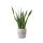 Indoor Plants